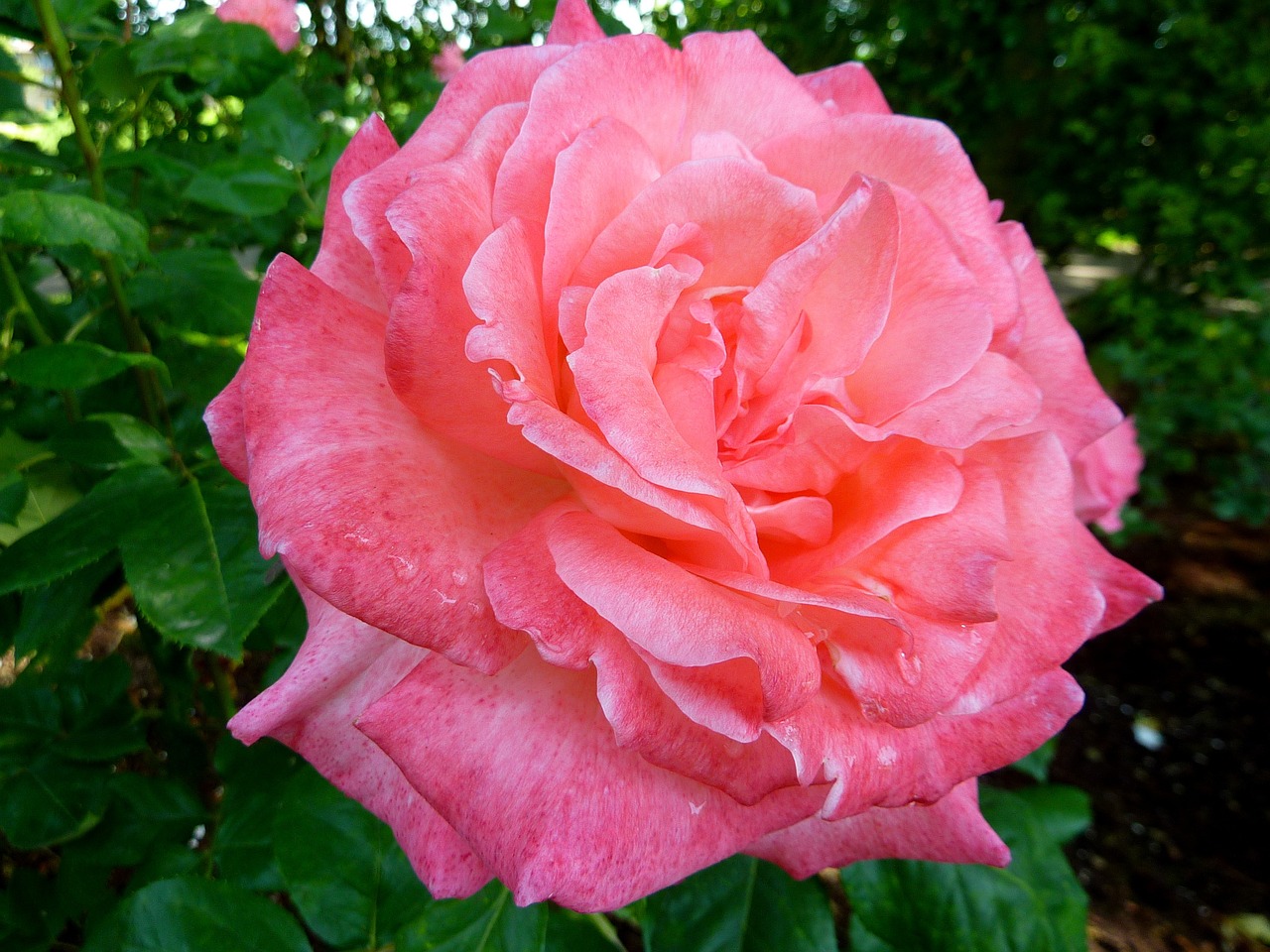 rose flora flower free photo