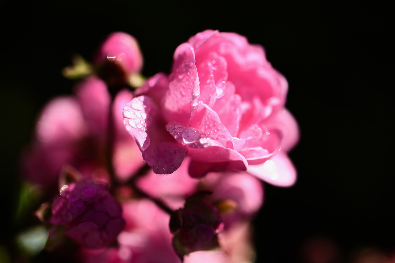 rose pink water free photo