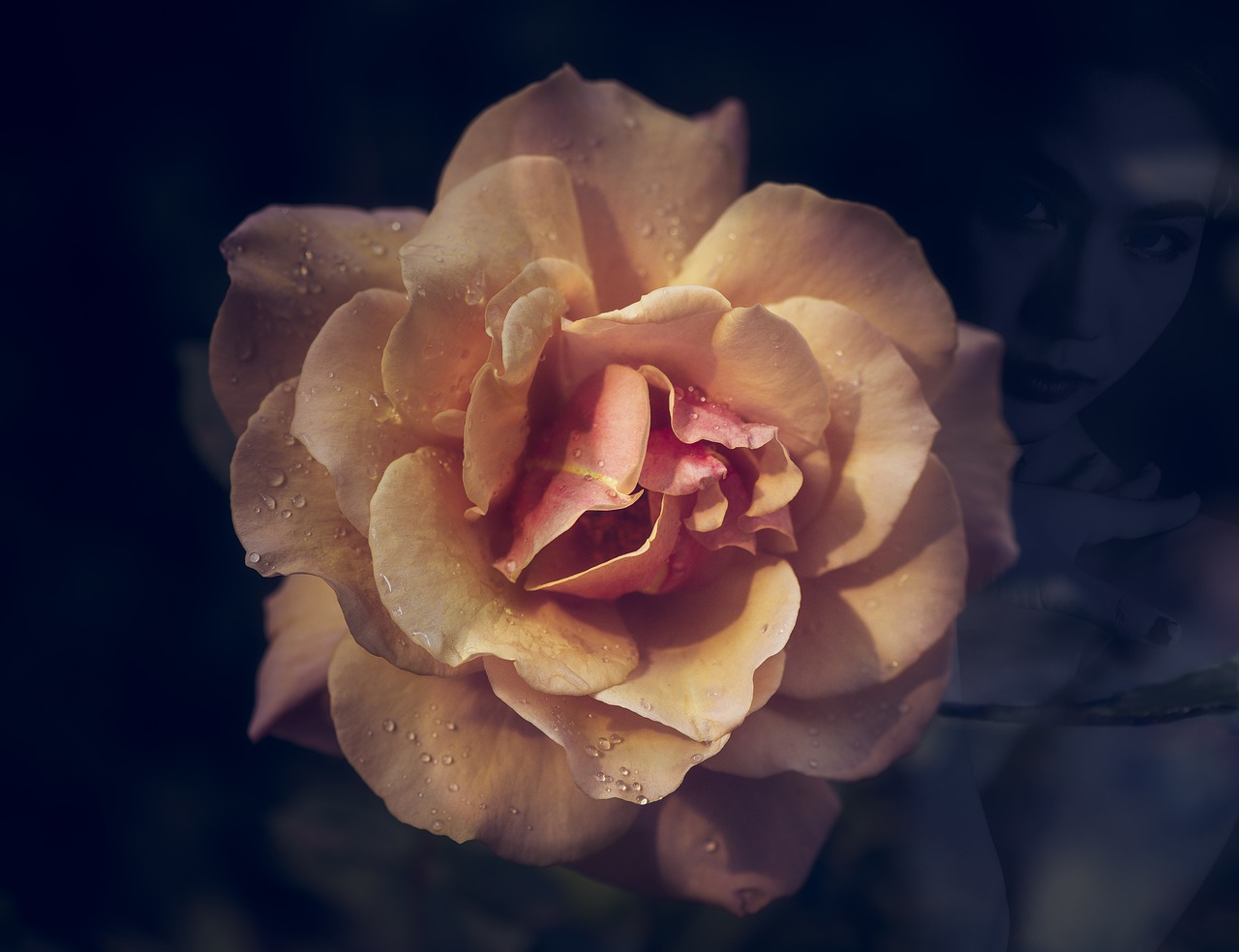 rose romantic double exposure free photo