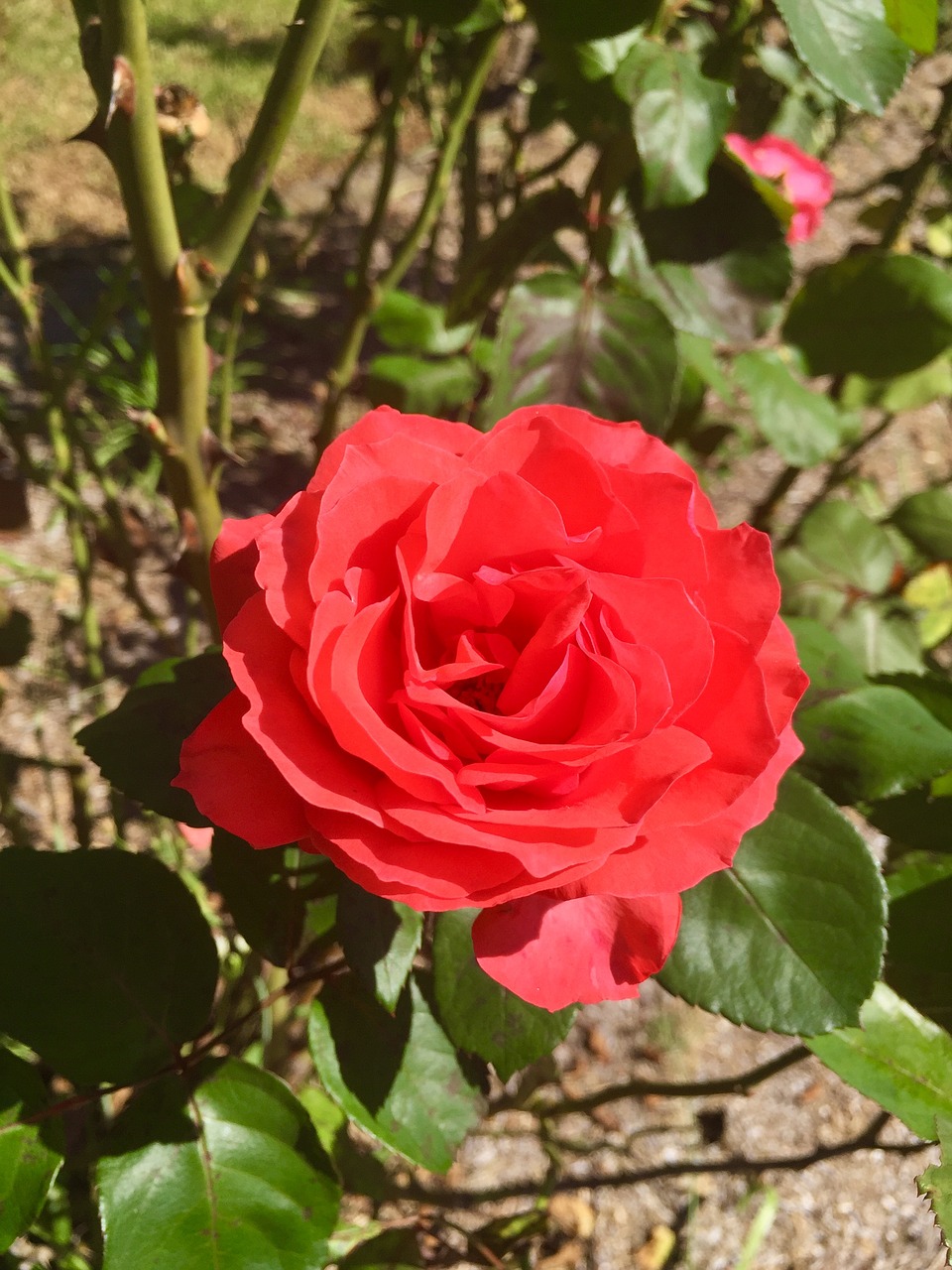 rose red flower free photo