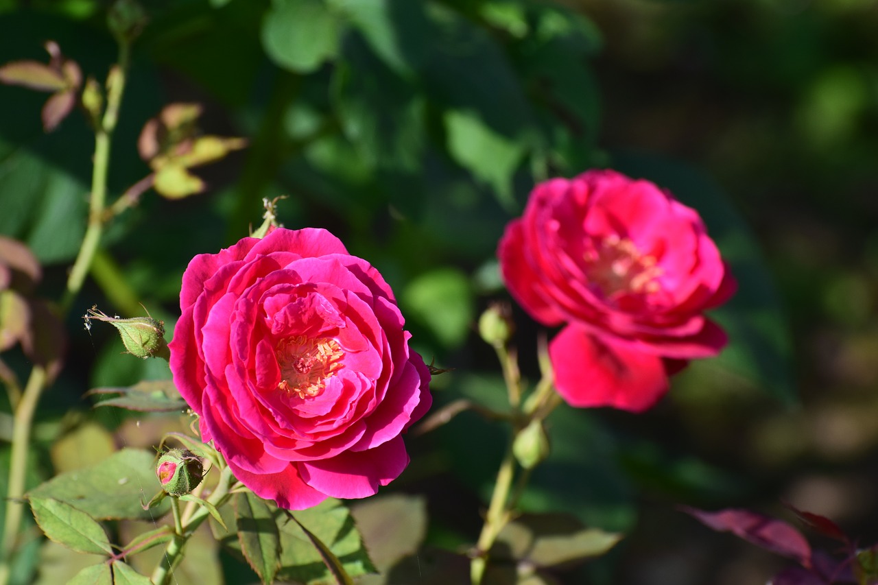 rose flower nature free photo