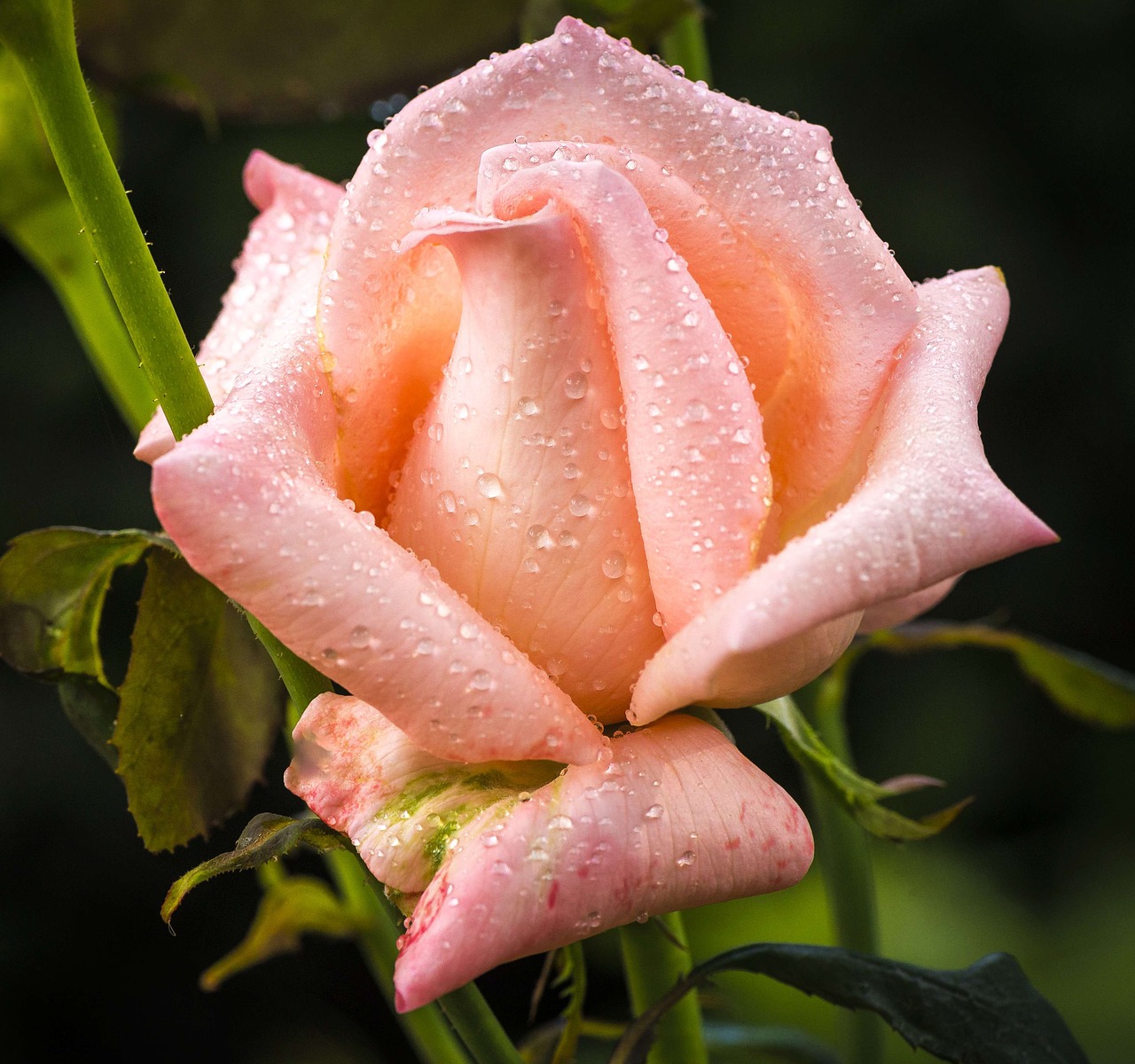rose petal raindrop free photo