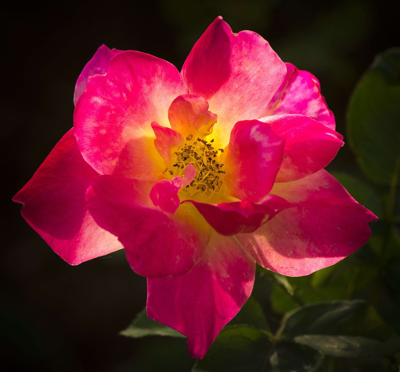 rose backlight close free photo