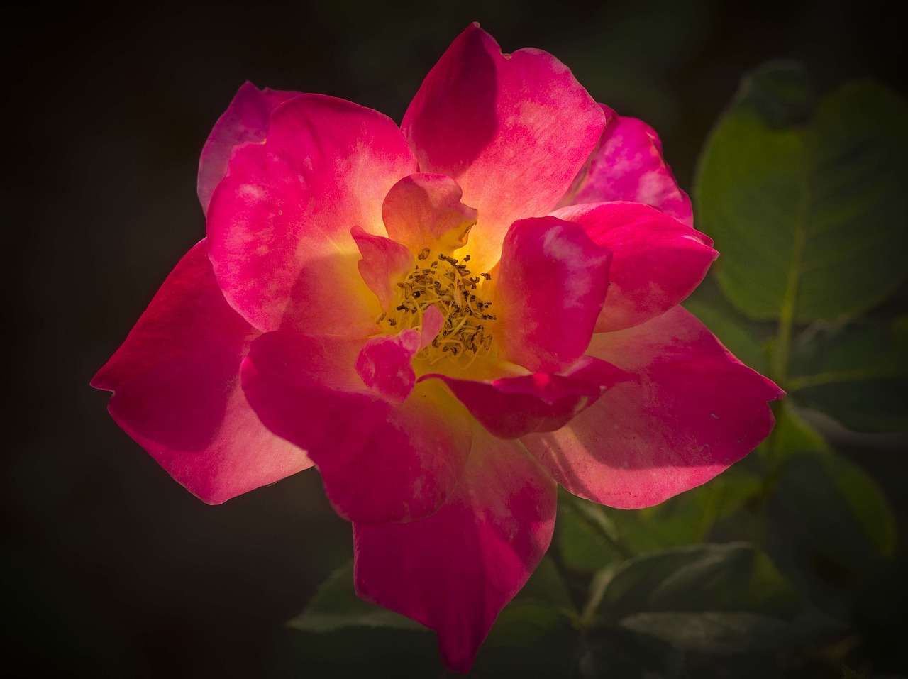 rose pink backlight free photo