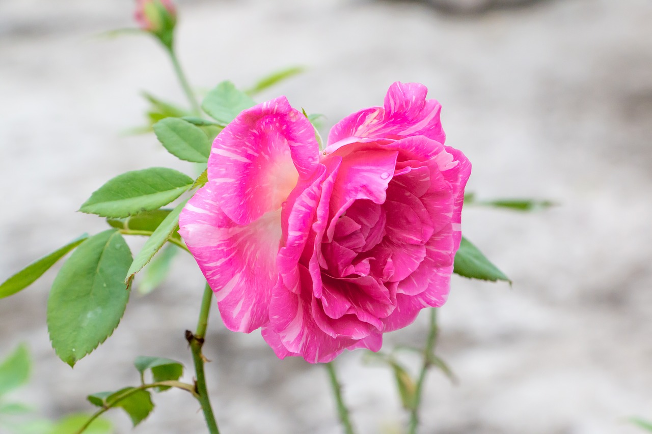 rose pink rose perennial free photo