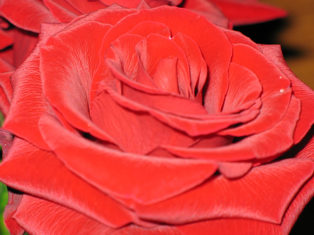 rose flower red free photo