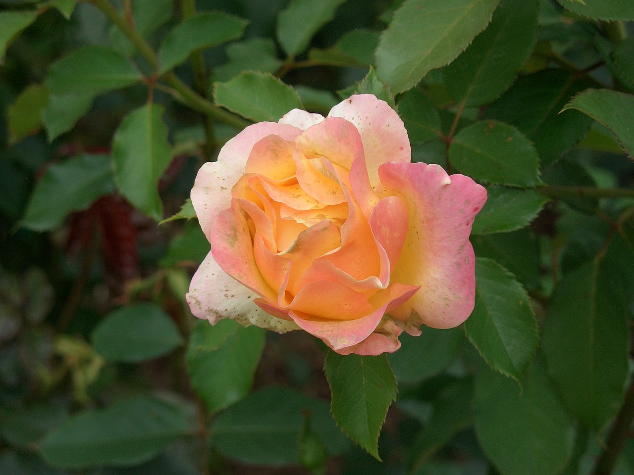 rose garden summer free photo