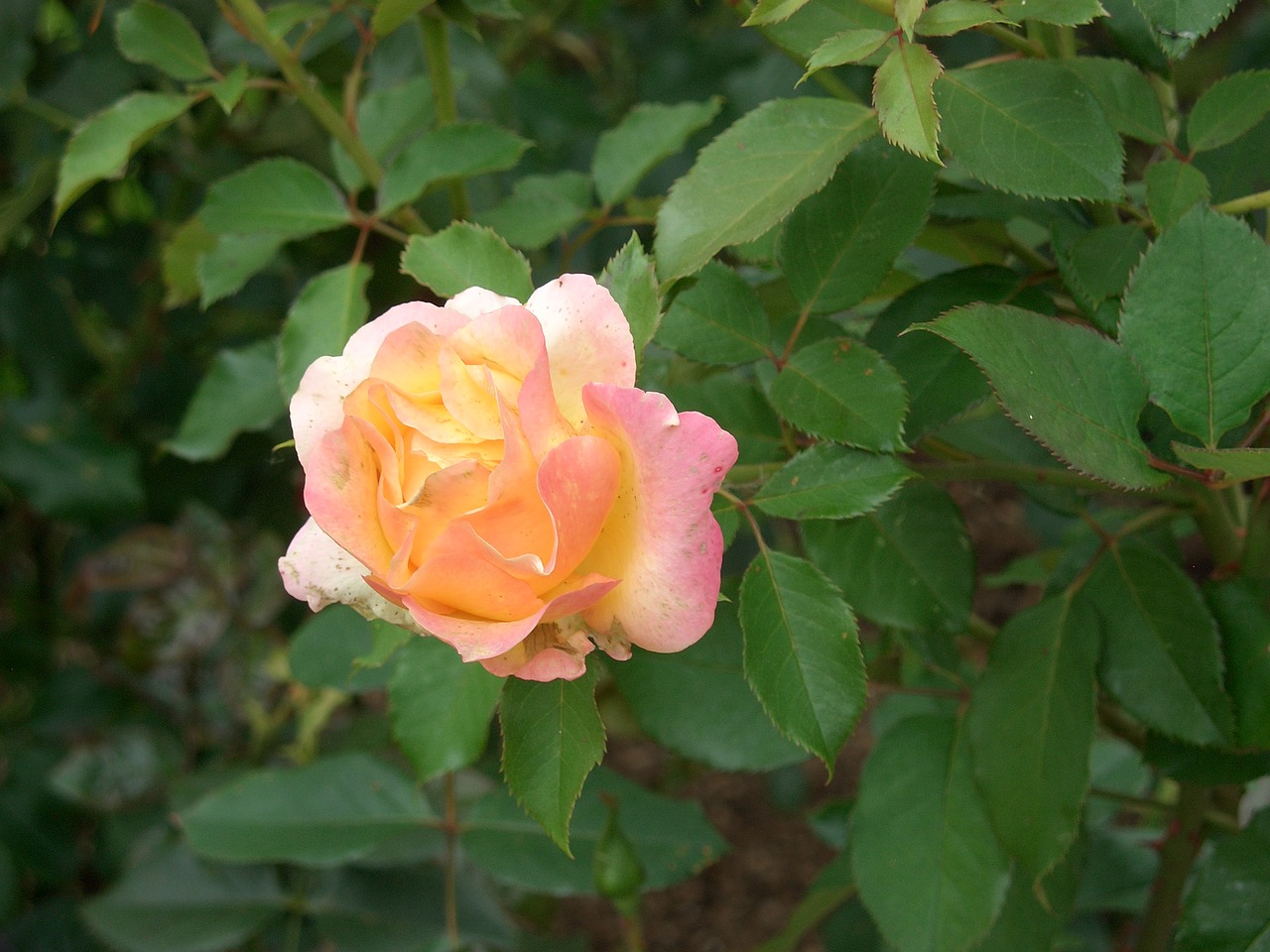 rose garden summer free photo