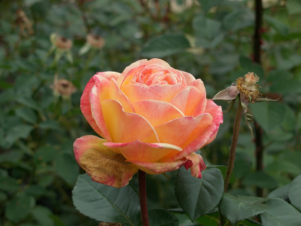 rose garden summer free photo