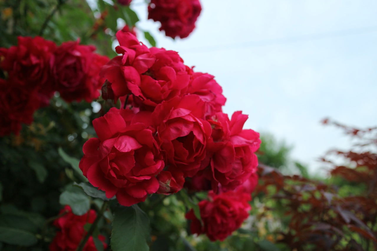 rose sky flowers free photo