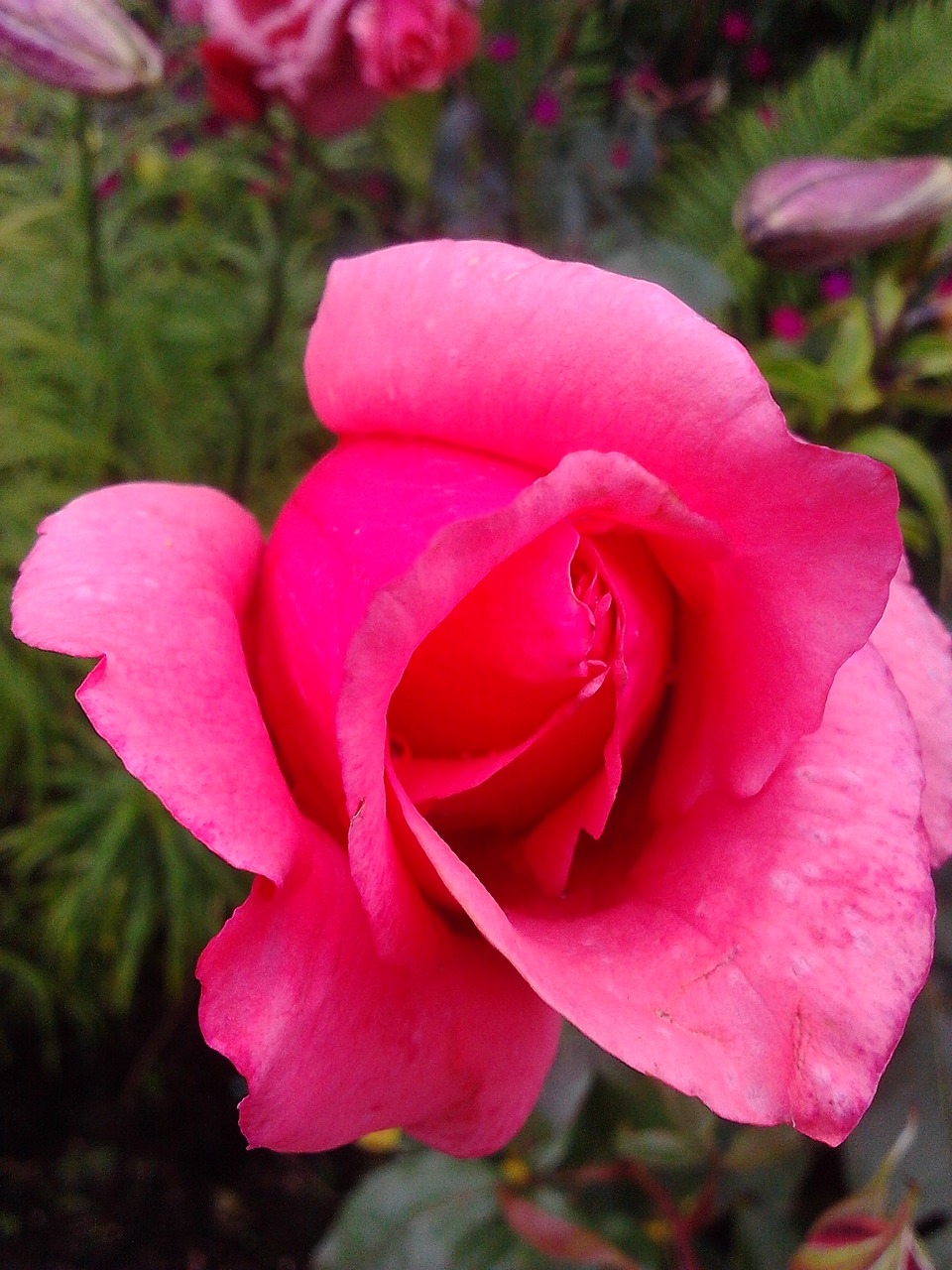 rose flowers pink roses free photo