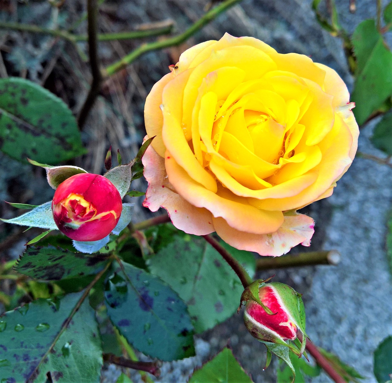 rose flower rosenstock free photo