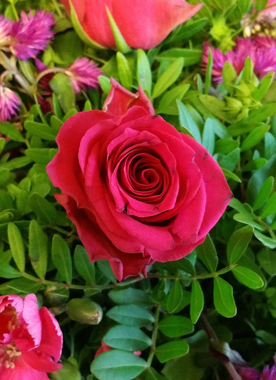 rose red red rose free photo