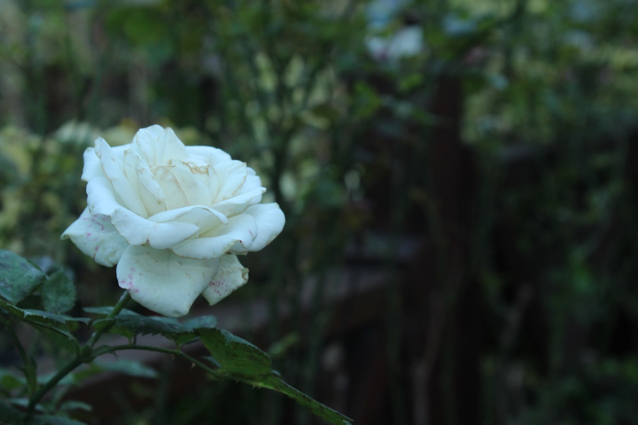 rose white rose white free photo