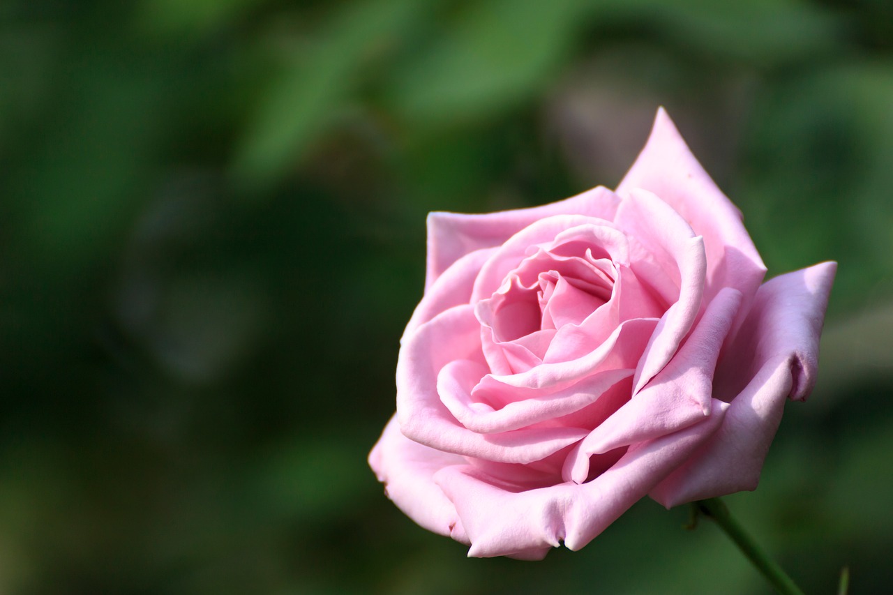 rose flowers autumn rose free photo