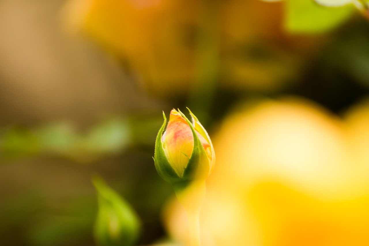 rose flowers autumn rose free photo