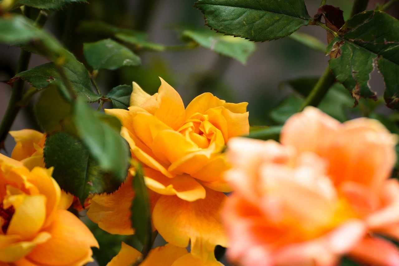 Оранжевые ароматные осенние розы