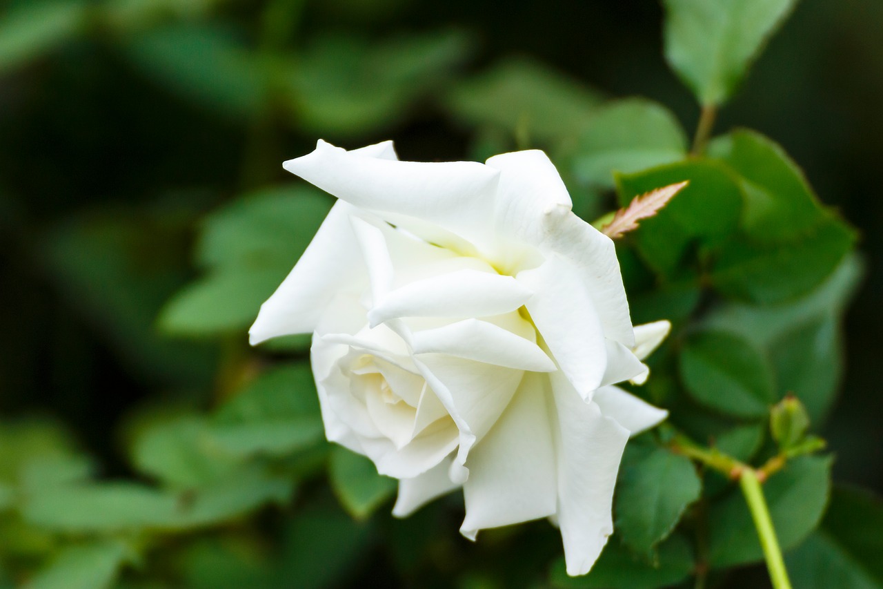 rose flowers autumn rose free photo