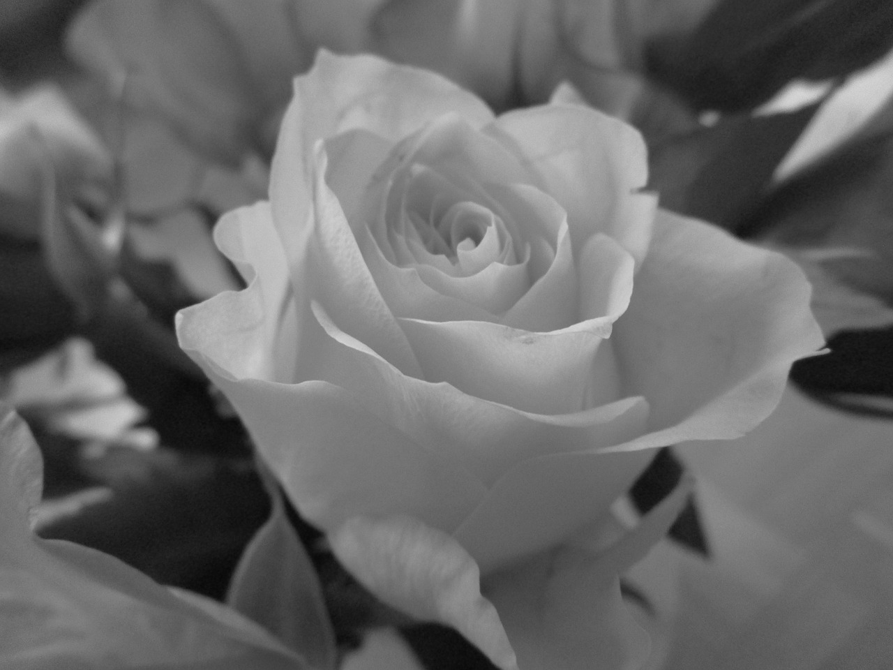 rose black and white flower free photo