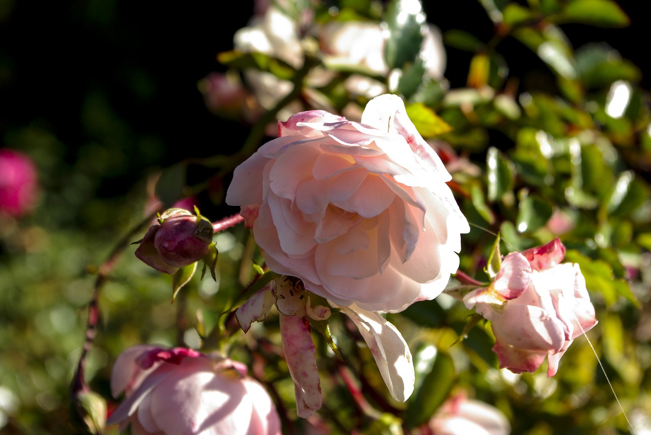 rose flower nature free photo