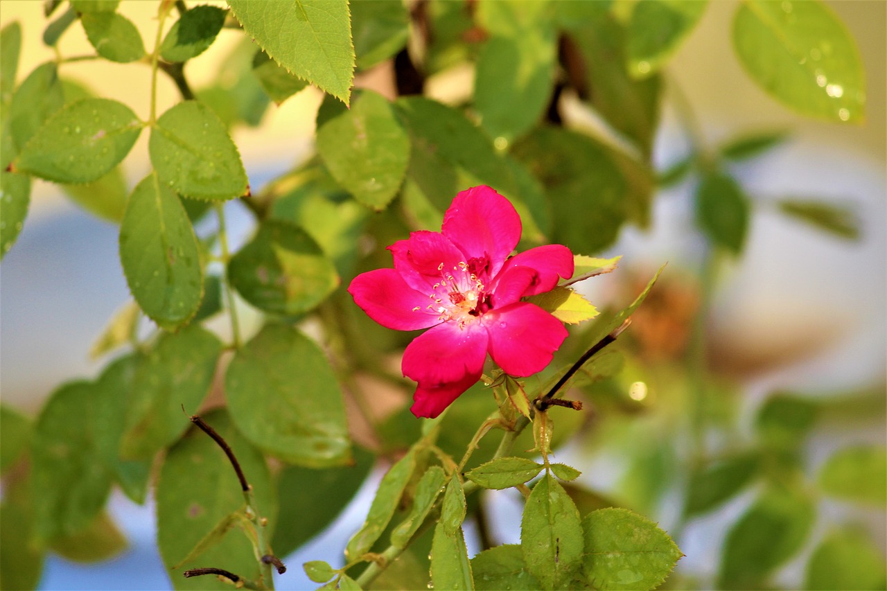 rose flower plant free photo