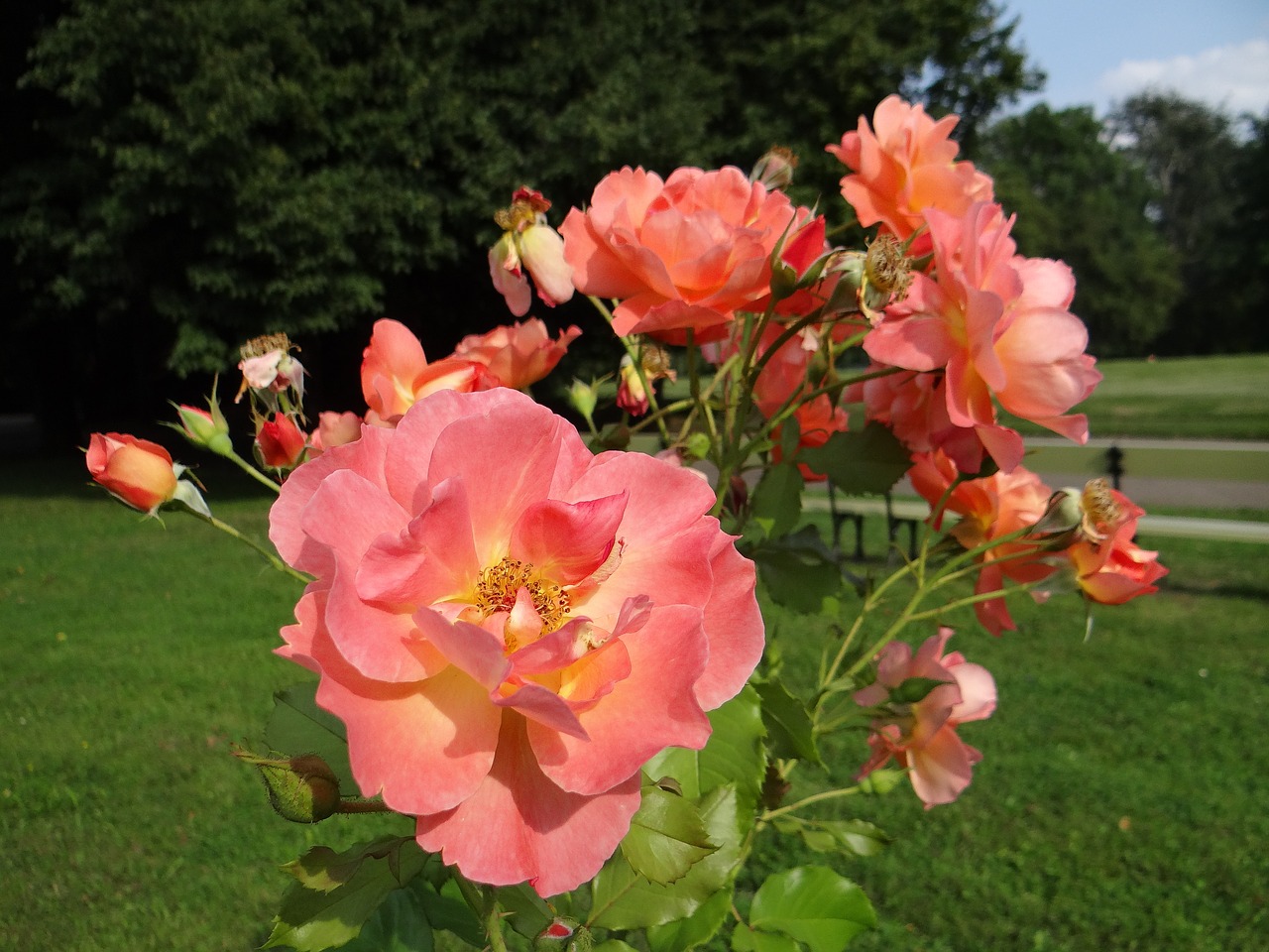 rose flower tea free photo