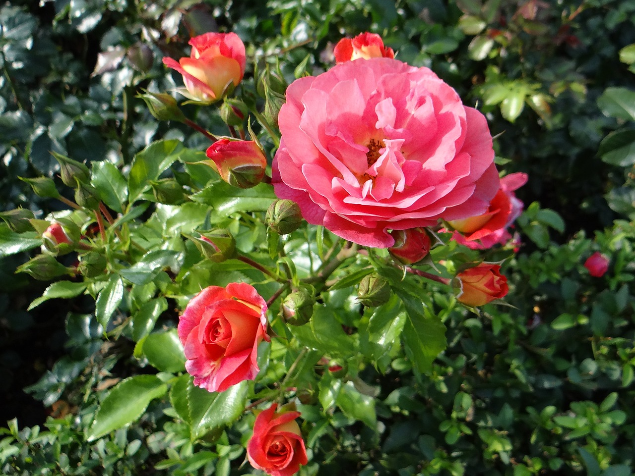 rose flower tea free photo