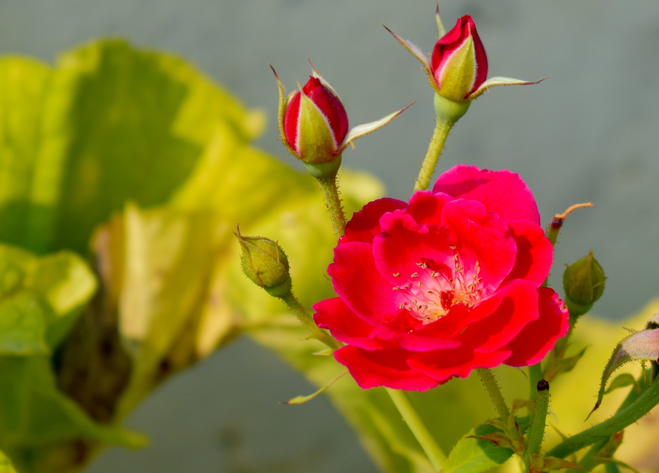 rose buds red rose free photo