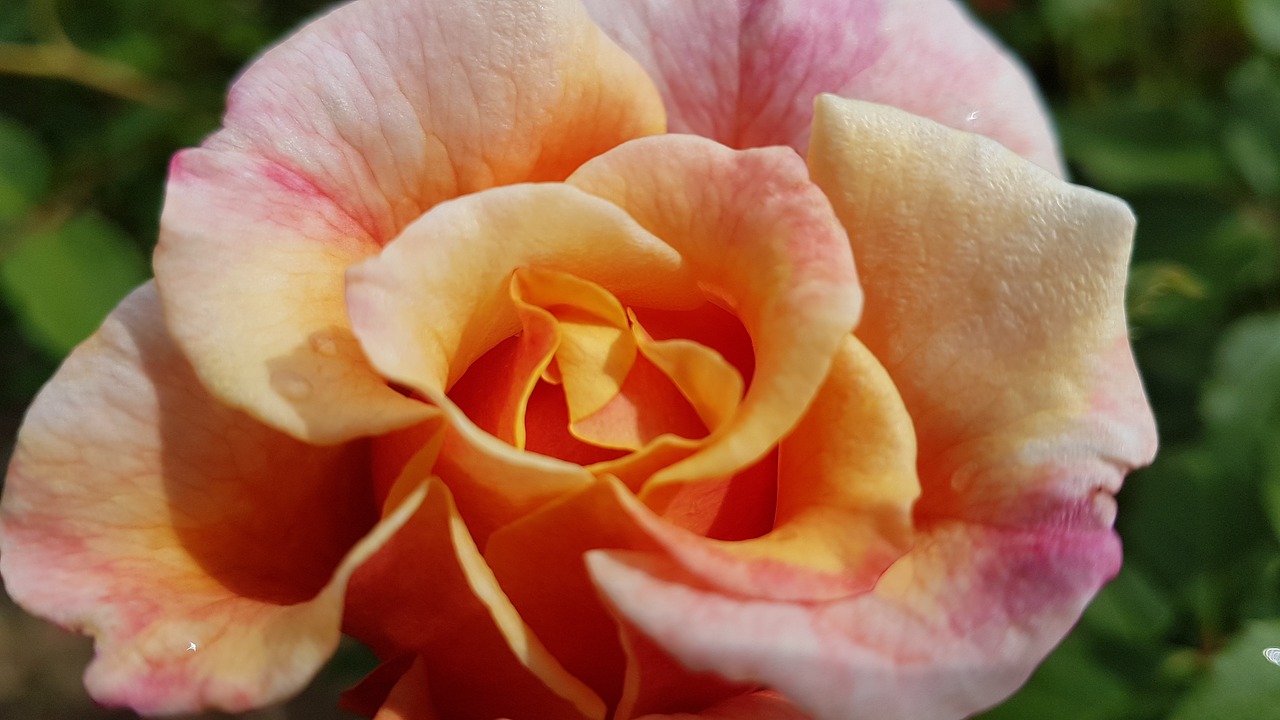 rose rose bloom pink free photo