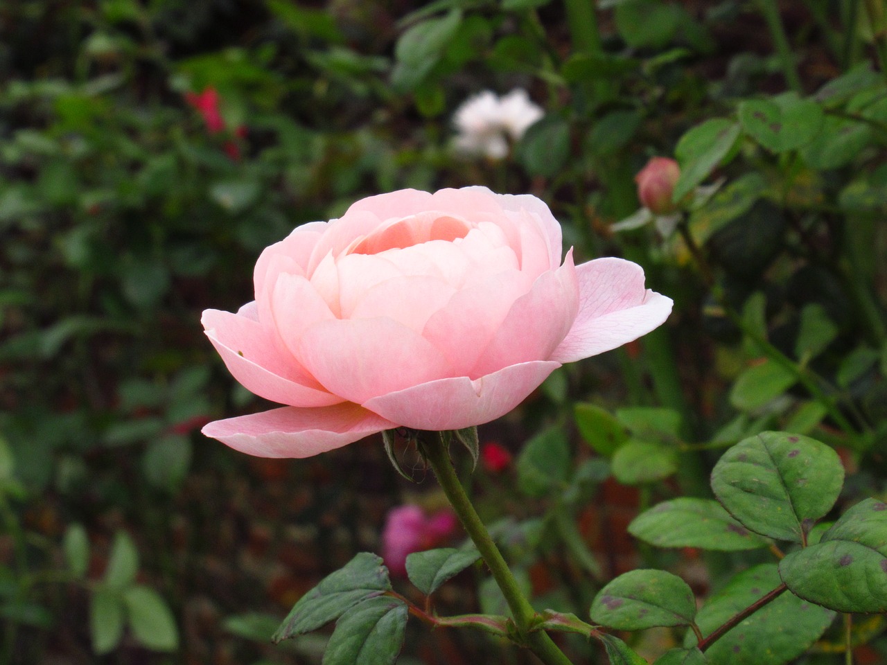 rose pink floral free photo