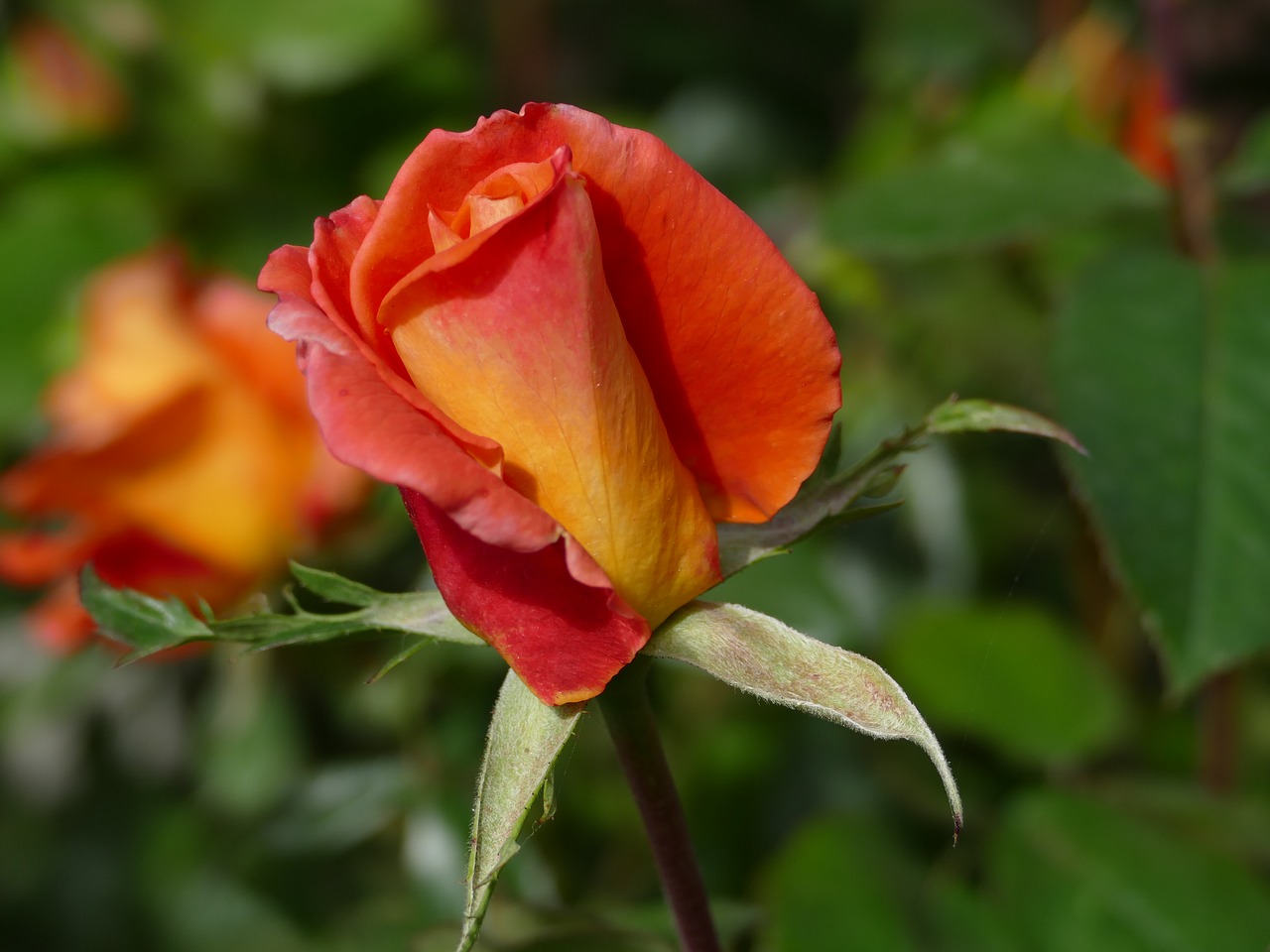 rose flowering plant free photo