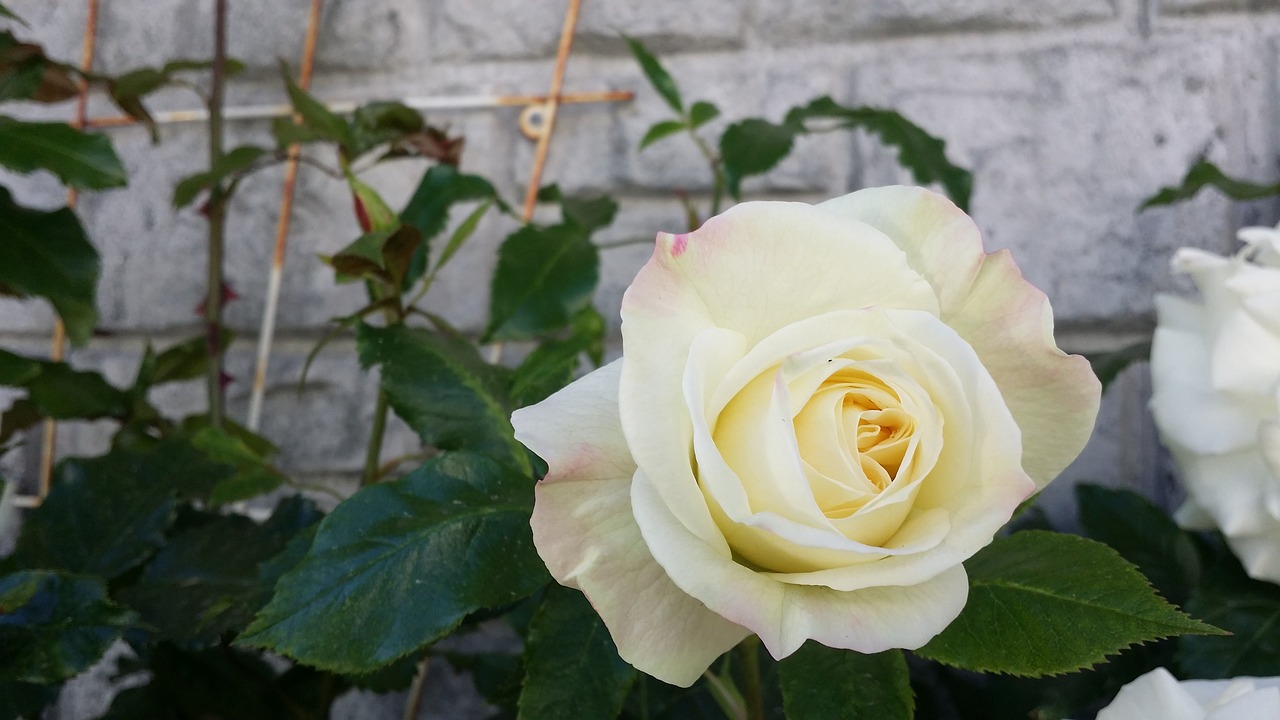 rose white plant free photo