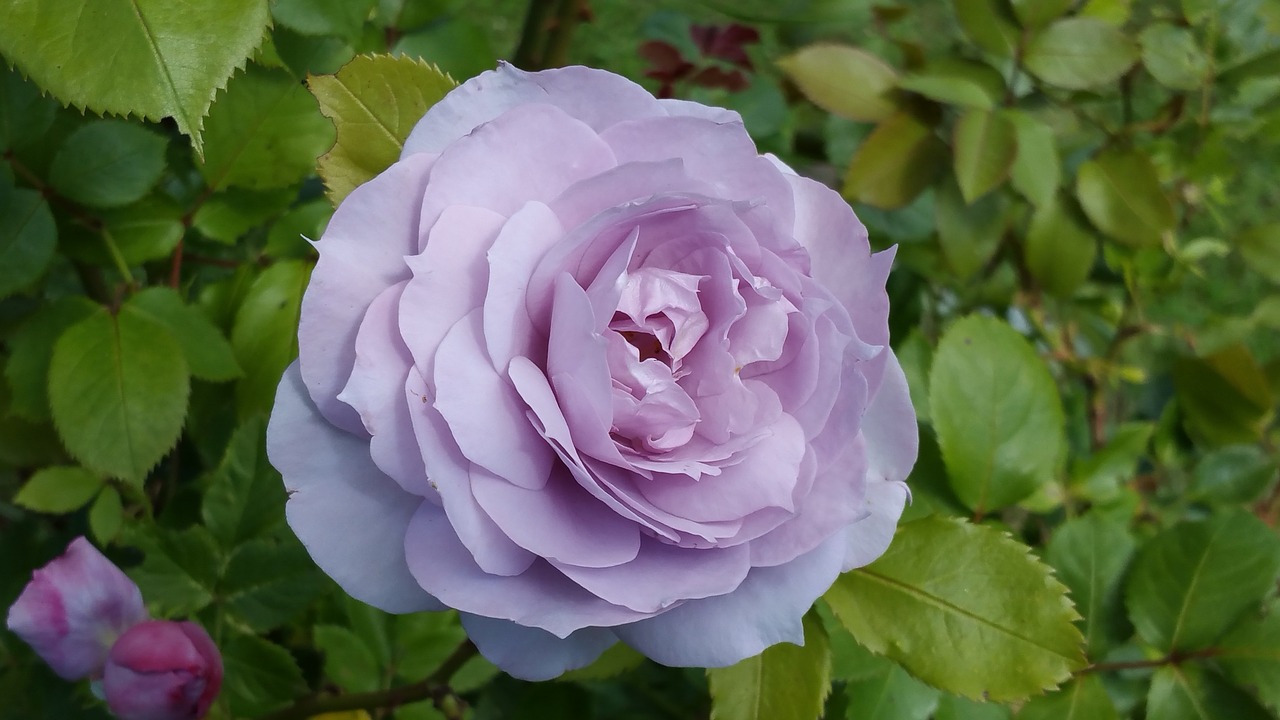 rose purple nature free photo