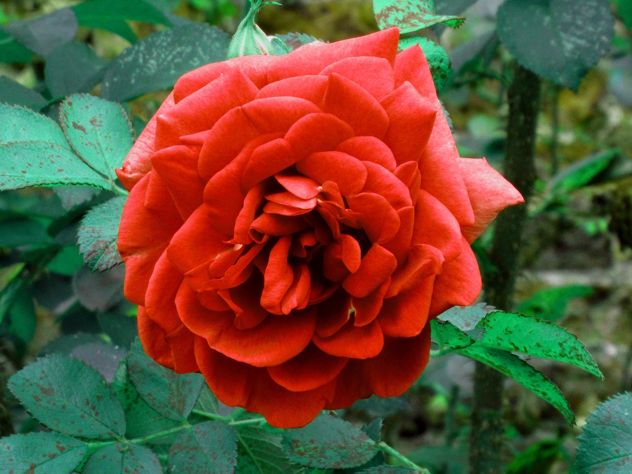 rose red flower free photo