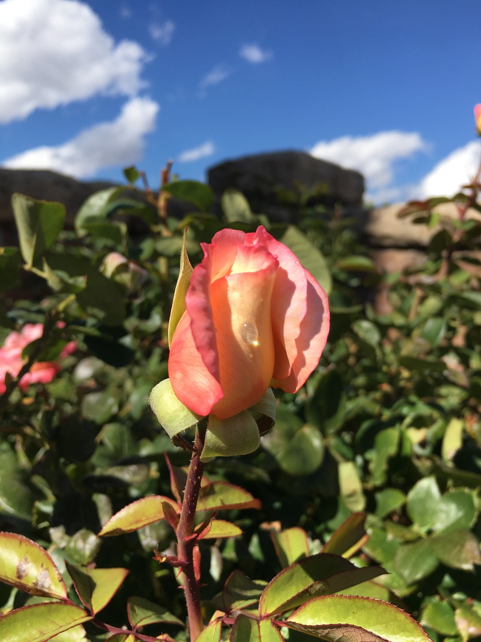 rose flower dew free photo