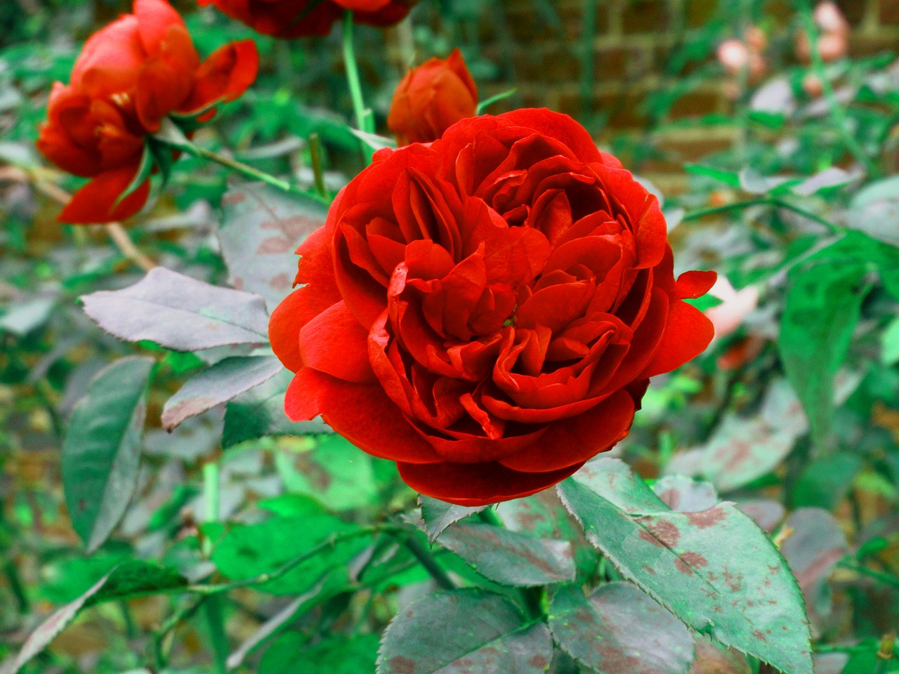 rose red flower free photo