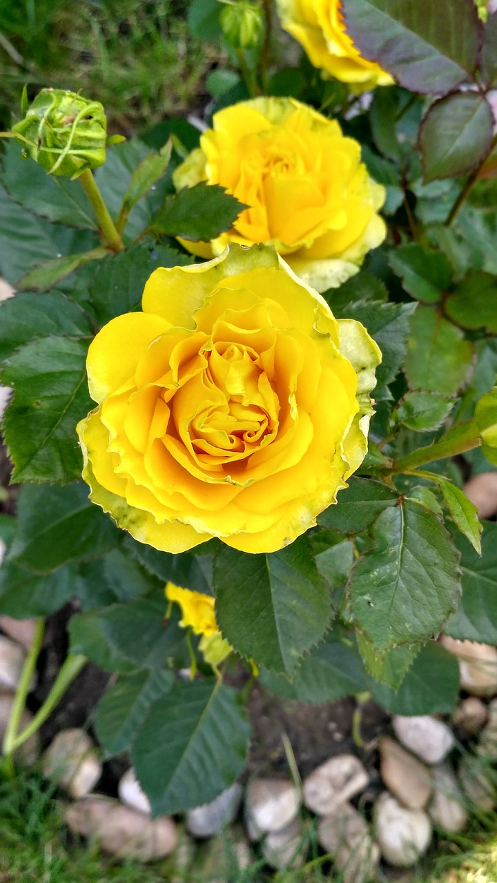 rose yellow summer free photo