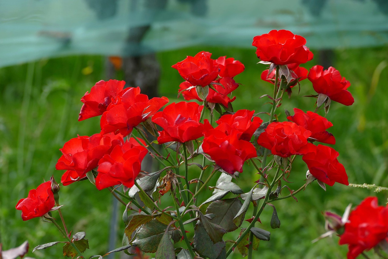 rose red flower free photo