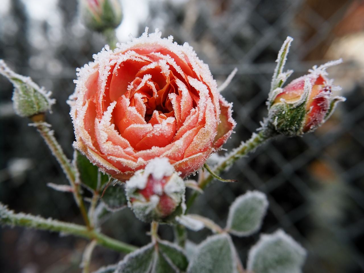 rose frost winter free photo