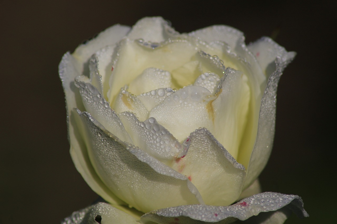 rose fragrance water free photo