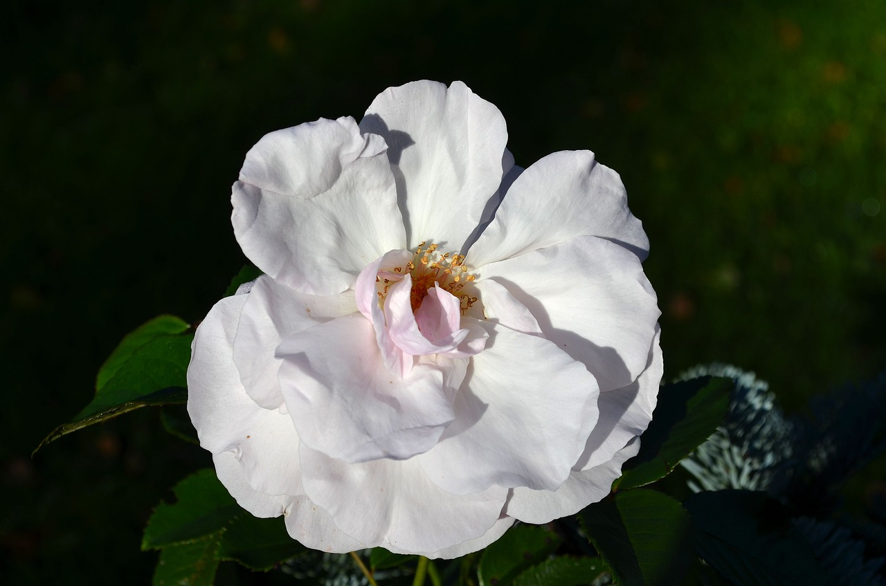 rose white rose blossom free photo