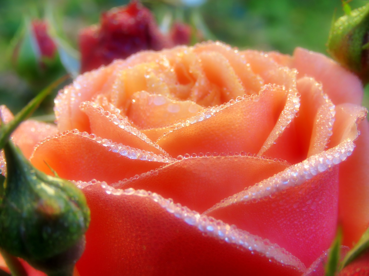 rose orange blossom free photo