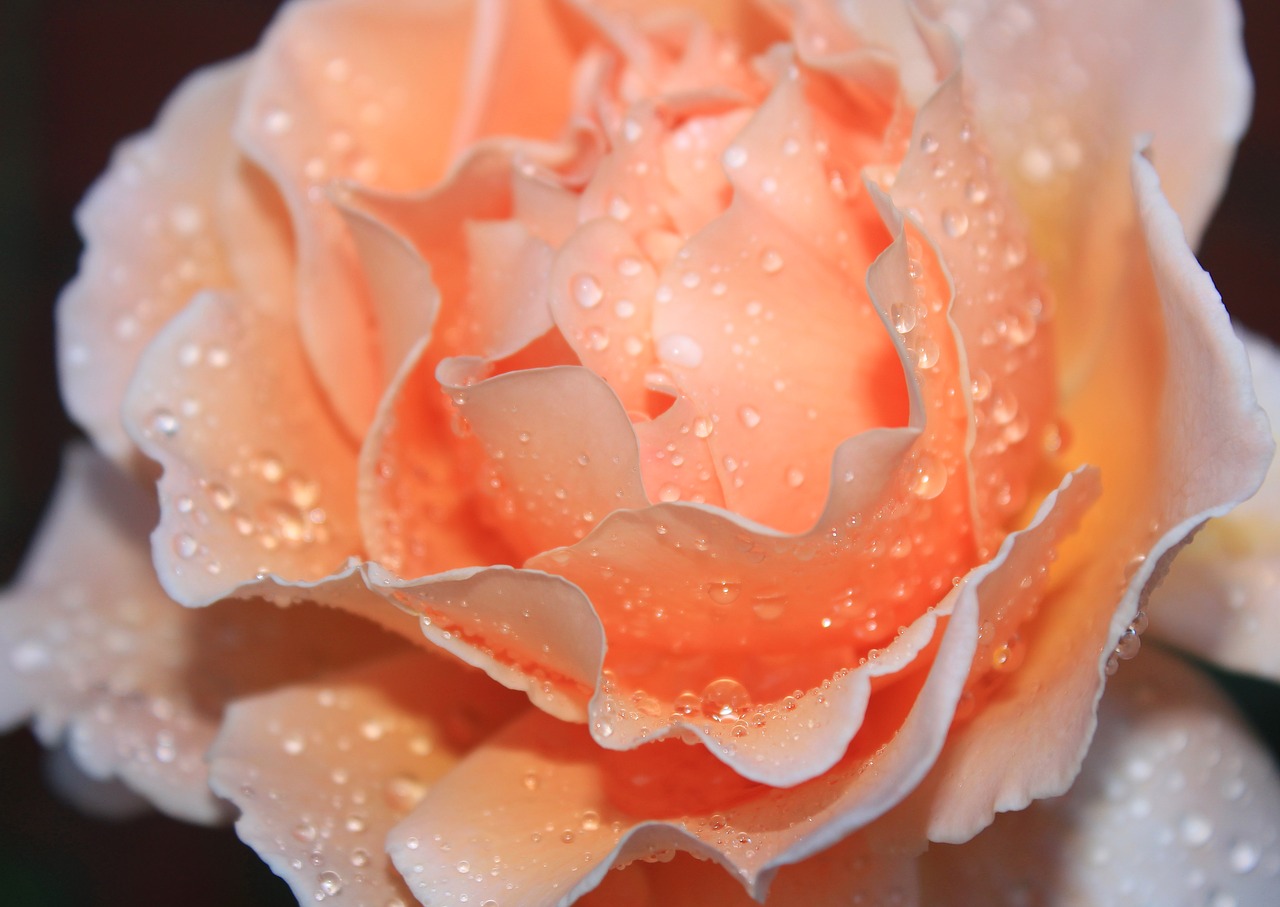 rose rainfall water droplets free photo