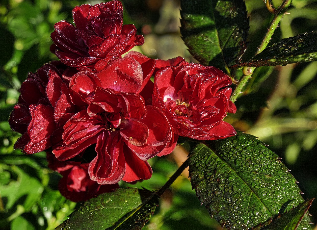 rose autumn morning morgentau free photo