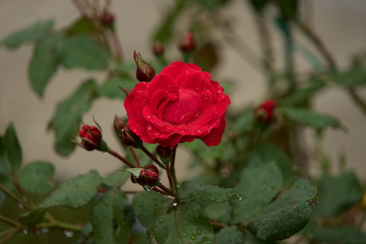 rose red rose red free photo