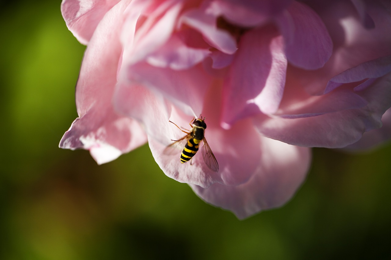 rose pink flower free photo