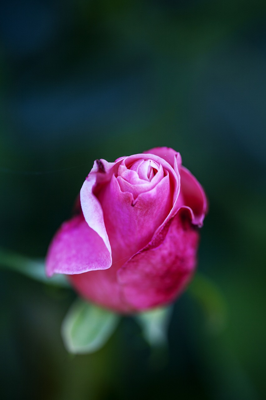 rose pink flower free photo