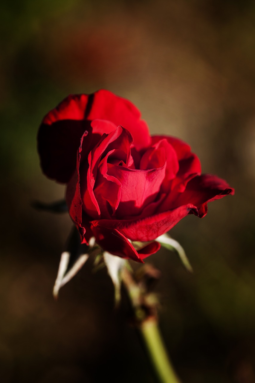 rose red flower free photo