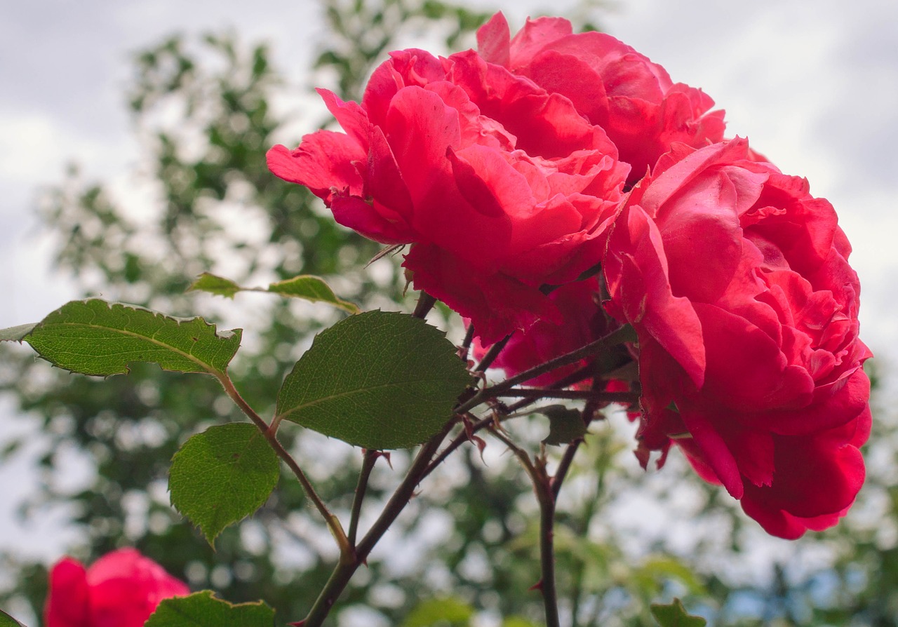 rose flower nature free photo