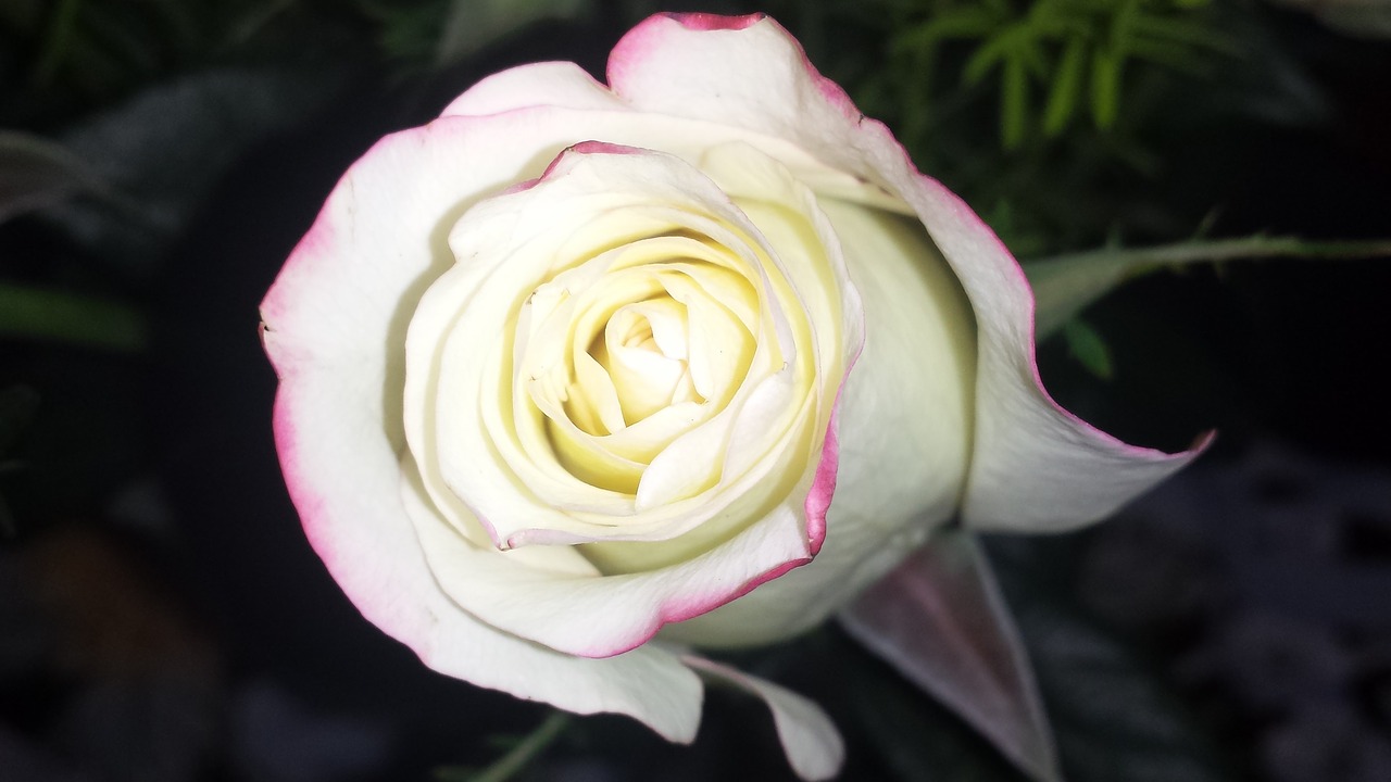 rose white rose white free photo